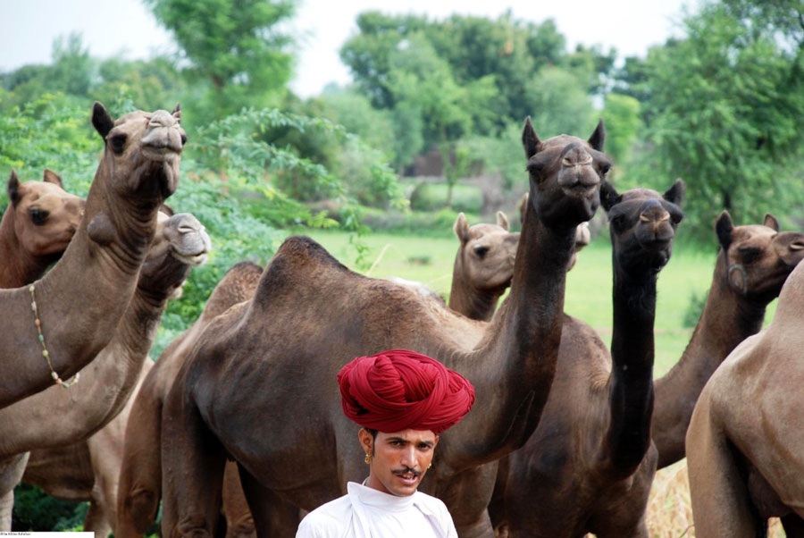 A member of the raikas tribe herding camels