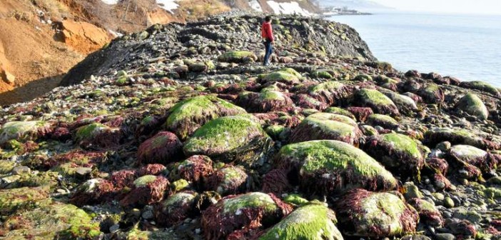 Man walks on coastal cliff of Japanese island